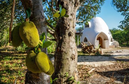 Solferino Other | Dome @Jackfruit Jungle Paradise