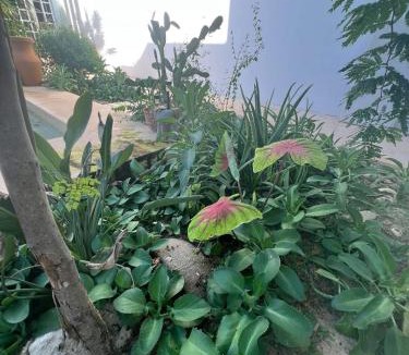 Chelem House | El Oasis