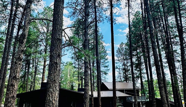 Bear Treehouse - An acre of cool pines, AC, walking distance to fun!