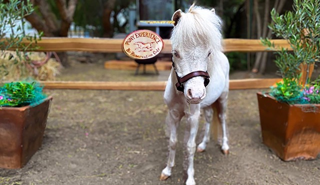 The Pony Experience Farm Stay! 501c3