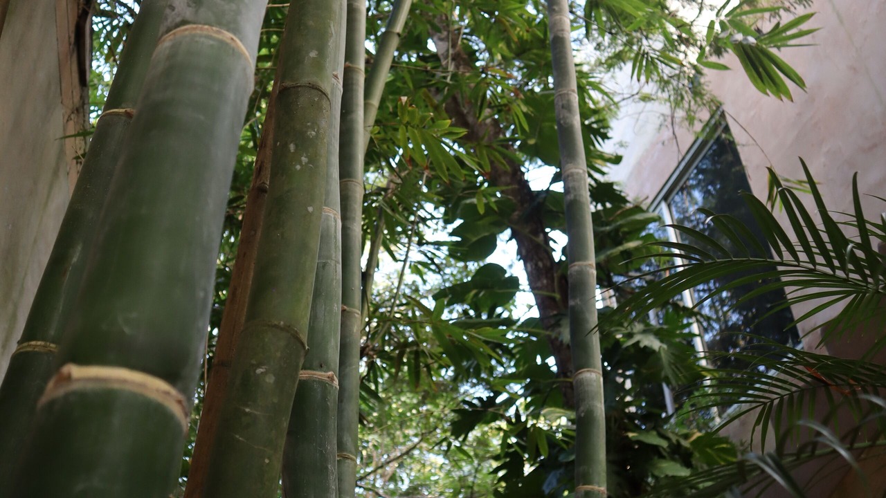 Photo of Outdoor in Cancun