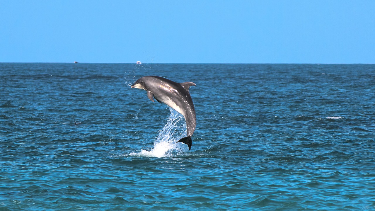 Photo of Others in Puerto Escondido