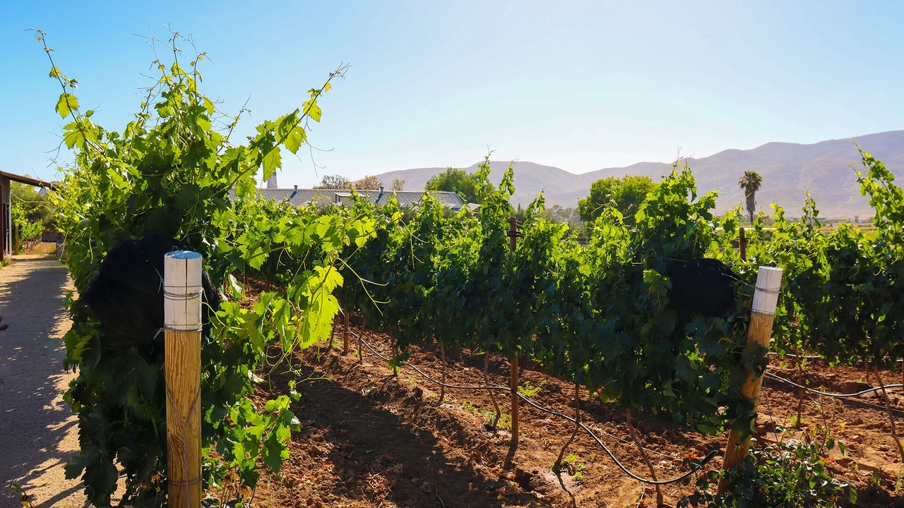 Photo of Outdoor in Valle de Guadalupe