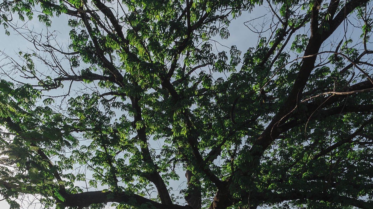 Photo of Outdoor in Conca