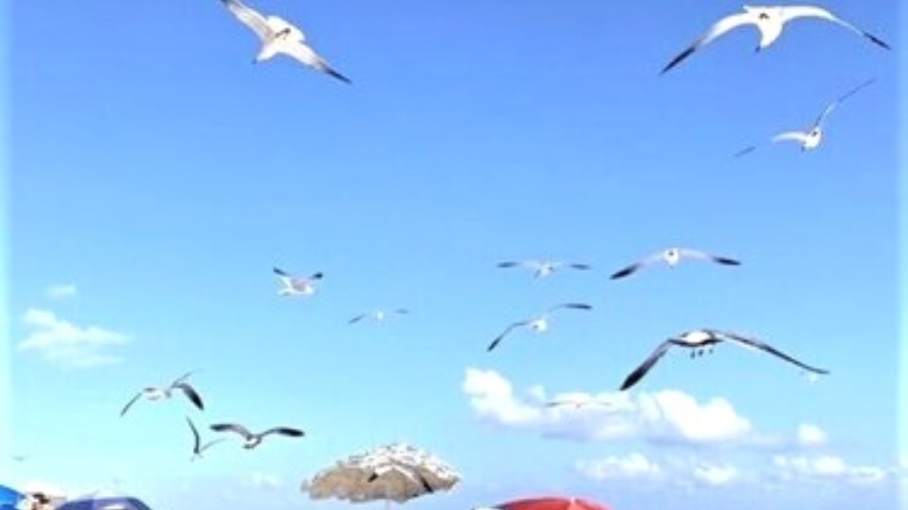 Photo of Others in Gonzalo Guerrero