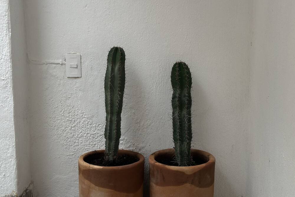 Photo of Others in Guadalajara