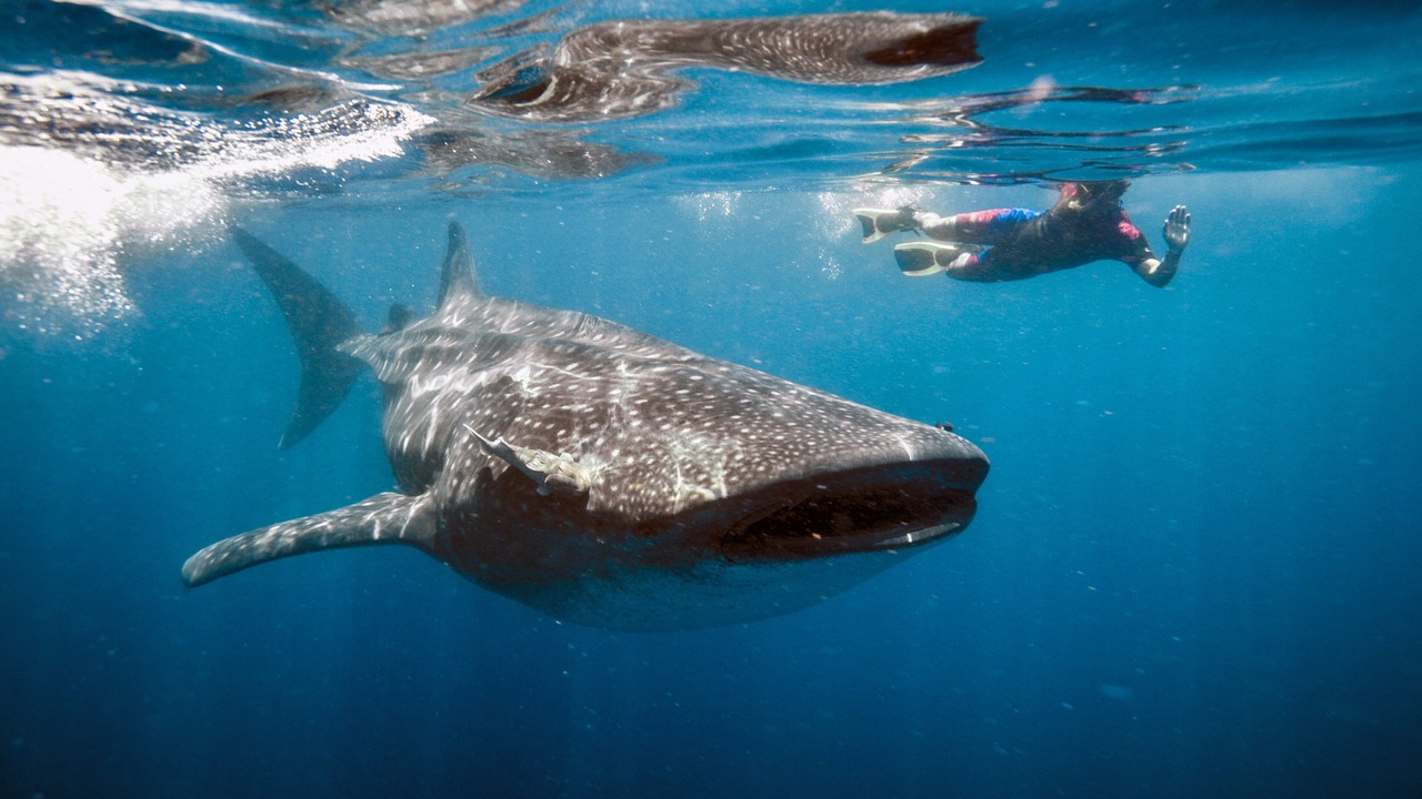 Photo of Outdoor in Isla Holbox