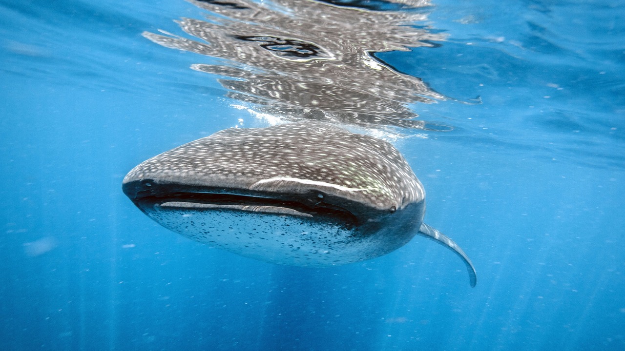 Photo of Outdoor in Isla Holbox