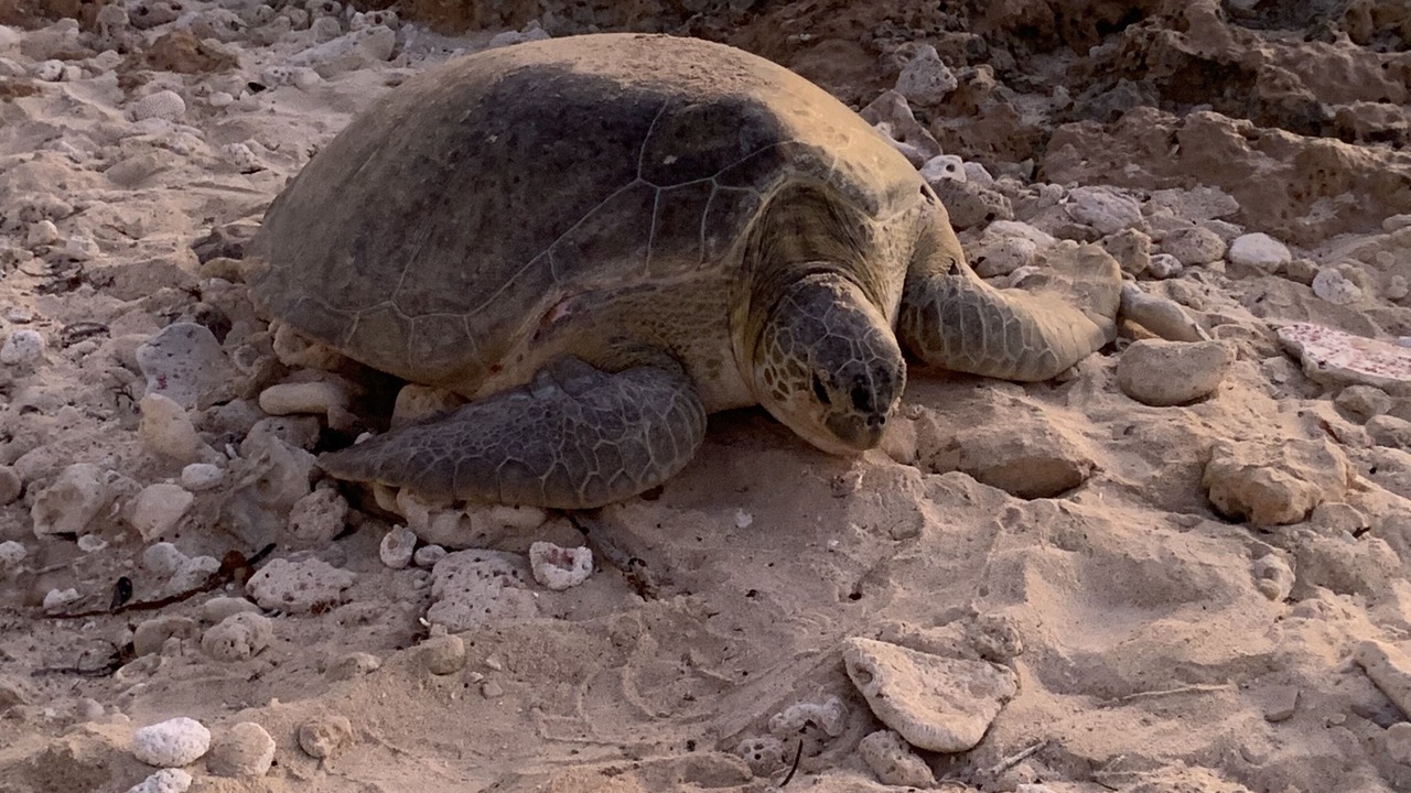 Photo of Others in Isla Mujeres