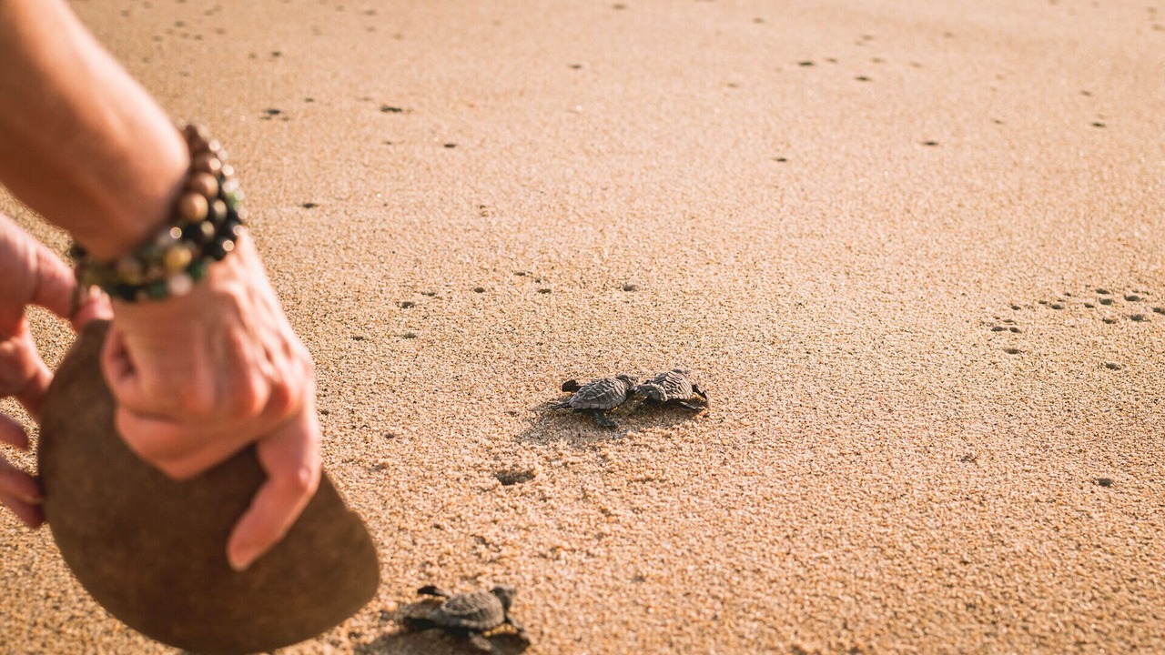 Photo of Others in Puerto Escondido