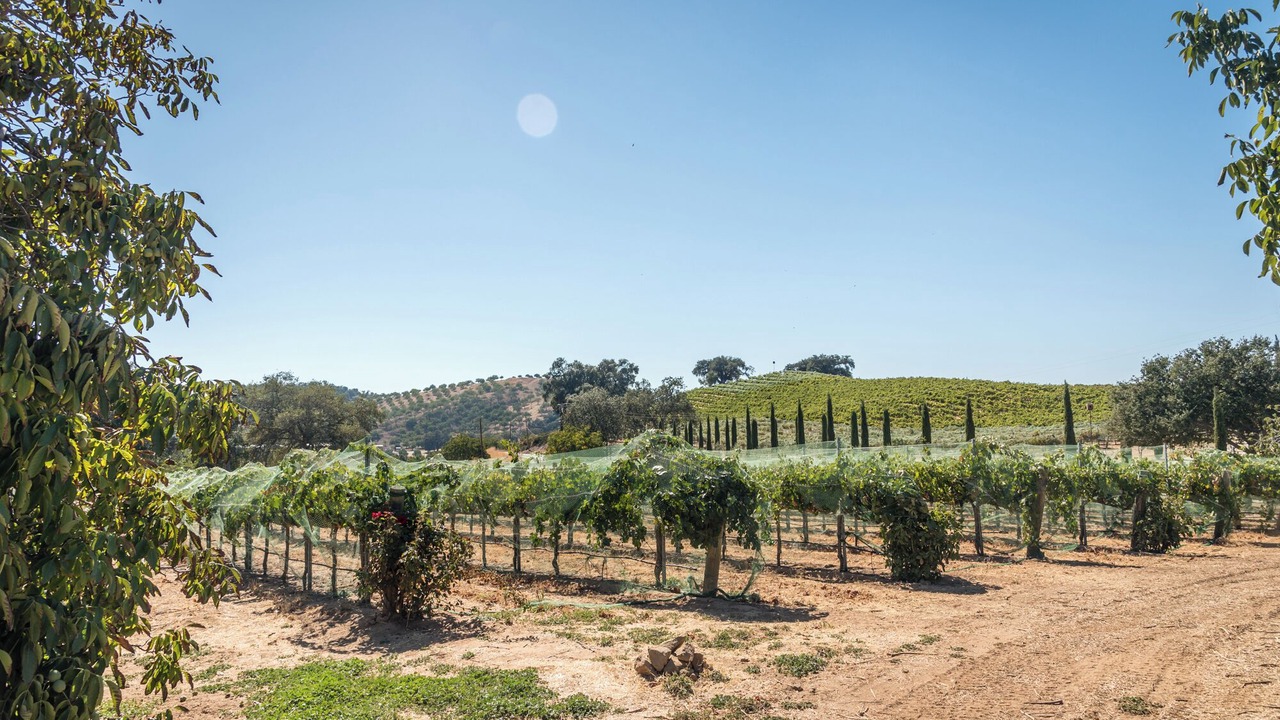 Photo of Others in Paso Robles