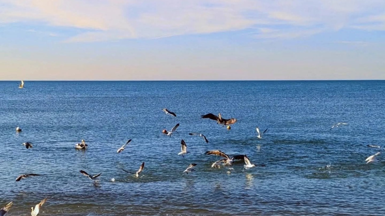 Photo of Others in Chicxulub Puerto