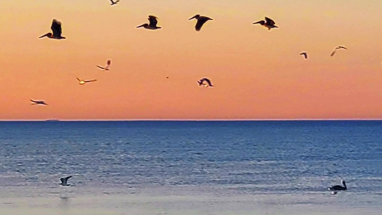Photo of Others in Chicxulub Puerto