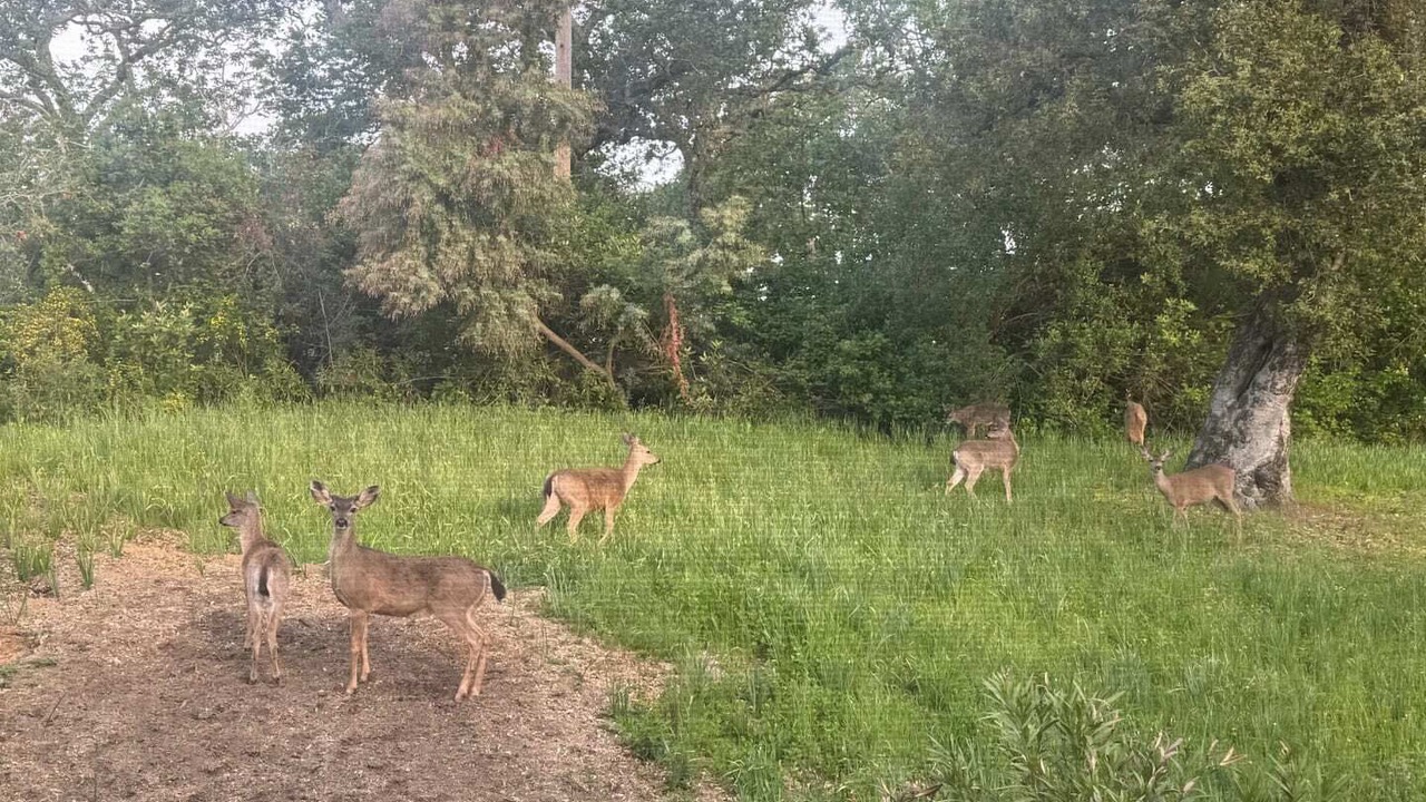 Photo of Others in Woodside