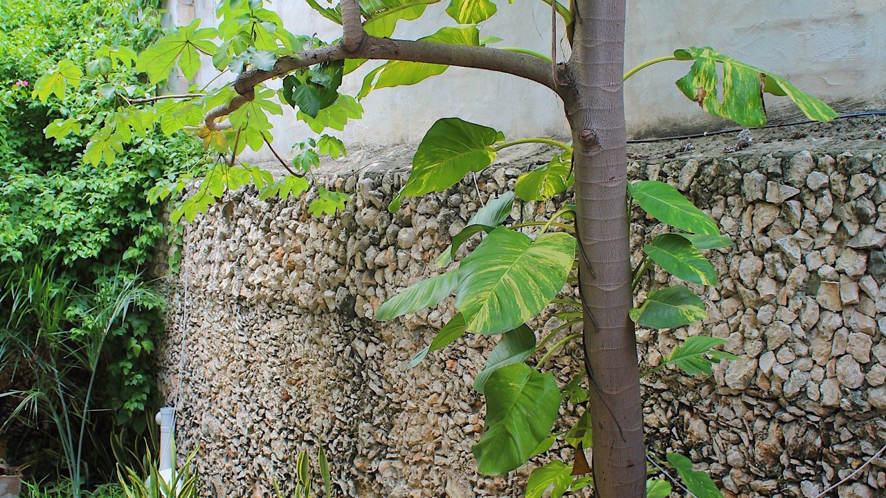 Photo of Outdoor in Centro