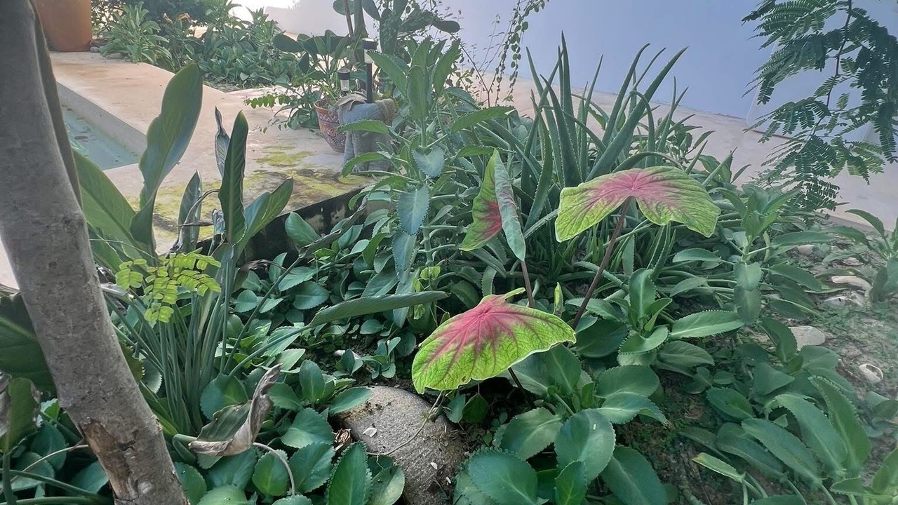 Photo of Outdoor in Chelem