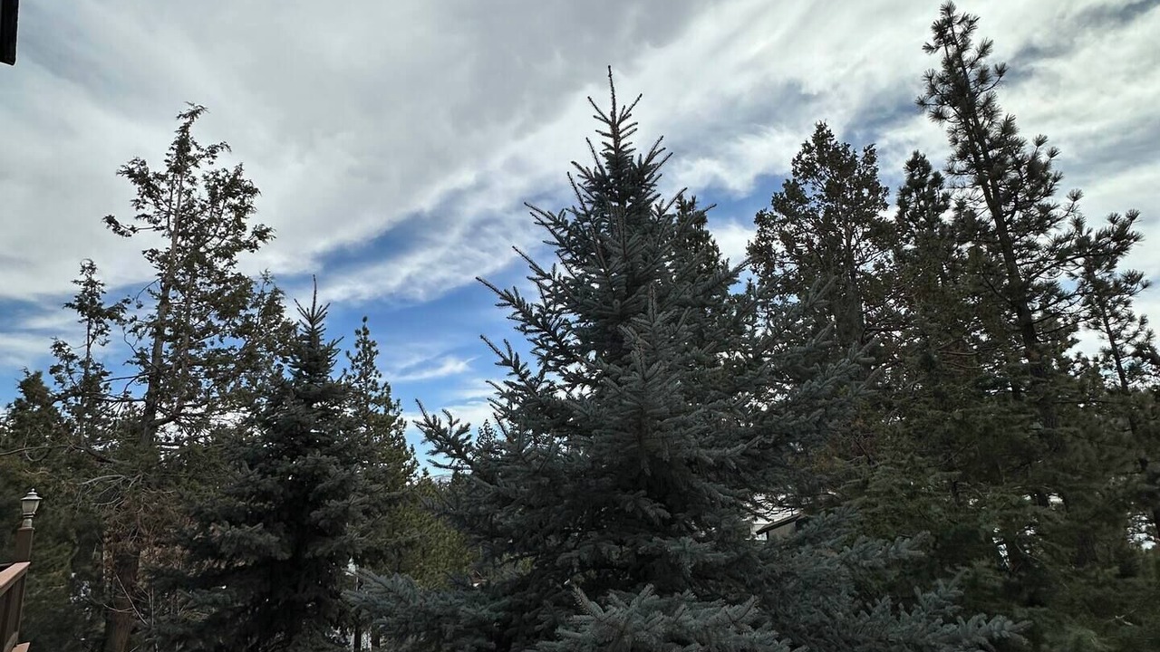 Photo of Outdoor in Whispering Forest