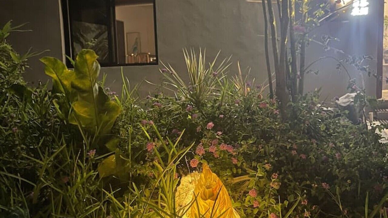Photo of Outdoor in Merida