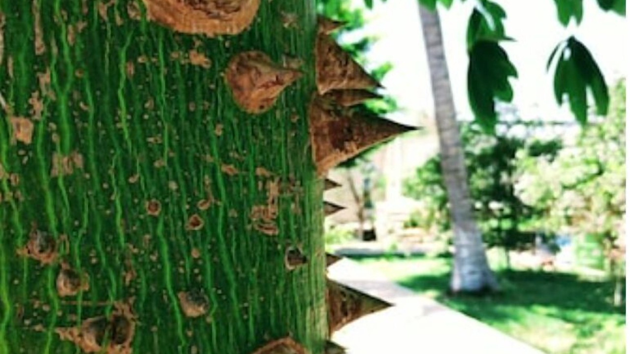 Photo of Outdoor in Izamal