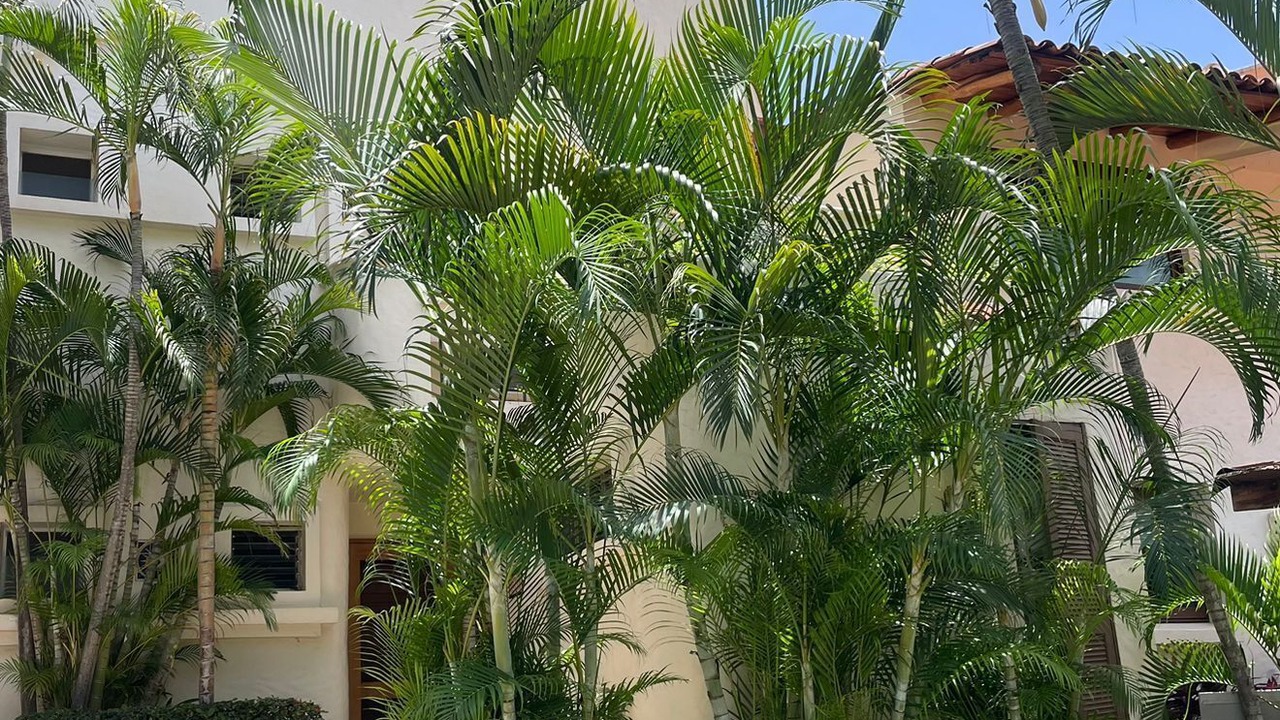 Photo of Outdoor in Ixtapa