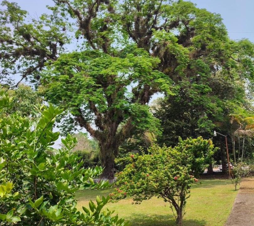 Photo of Others in Coatepec