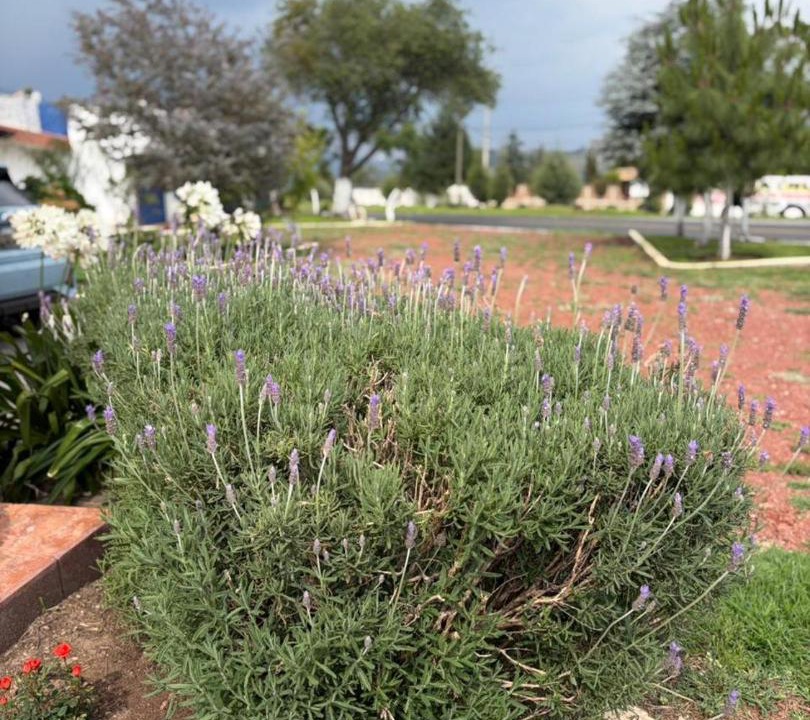 Photo of Outdoor in Nanacamilpa