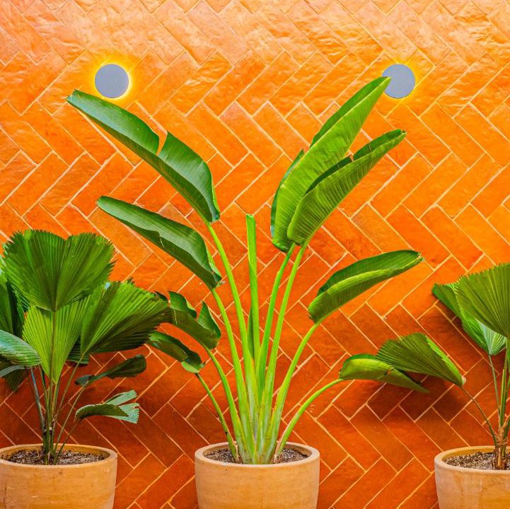 Photo of Others in Guadalajara