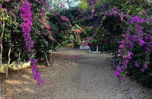 Lazaro Cardenas Apartment | Casita de Jungle